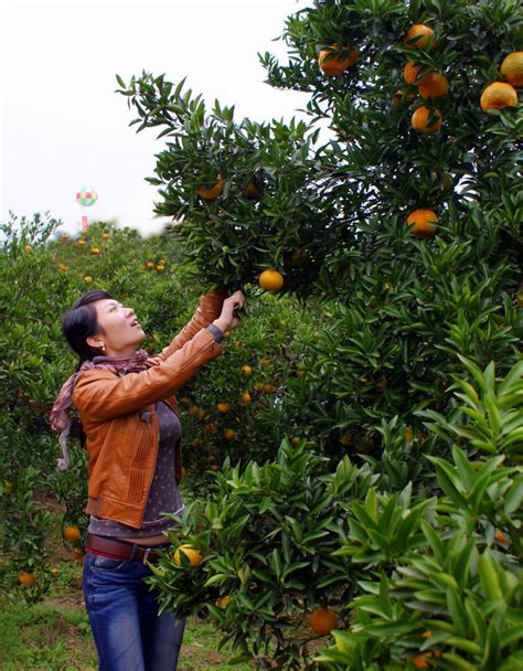 四川仁寿：柑橘丰收采摘忙-人民图片网