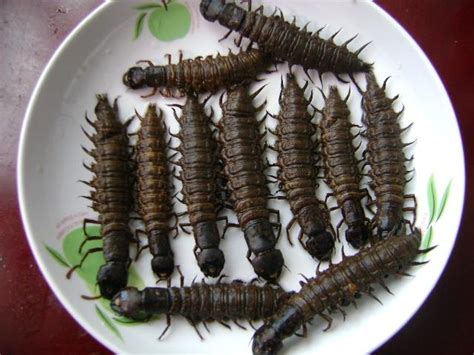很多人不敢吃的沙虫，在厦门竟有这么多吃法！这15道你就吃不完