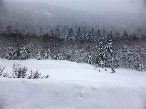 雪中的树冷色风景桌面壁纸大全 雪中的树冷色风景桌面壁纸大全专辑下载-找素材网