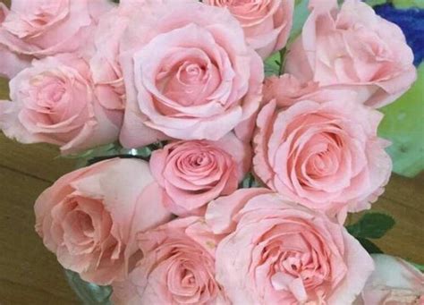 10朵玫瑰代表什么意思 玫瑰花的花期是多长时间 - 天奇生活