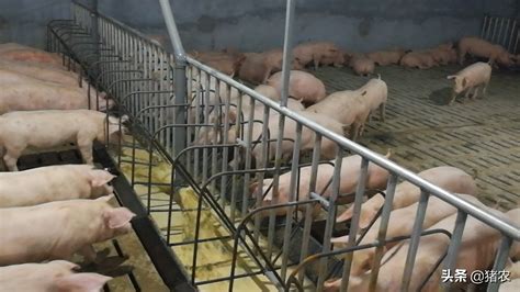 怎样养猪，怎样养猪才能养得好？