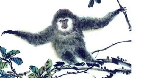 萌娃家庭长隆见证黑叶猴宝宝变身“猴神奇”—新闻—科学网