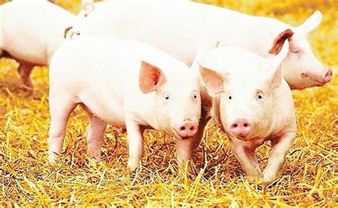 生猪行业发展趋势_报告大厅