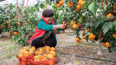 浙江“红美人”种植面积达10万亩，价格依然坚挺 | 国际果蔬报道