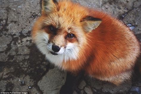 在日本这个狐狸村 你甚至能抱抱刚出生的小狐狸_凤凰资讯