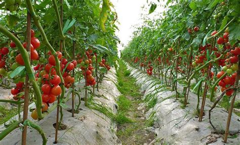 如何种出高品质的口感型番茄呢？_种植