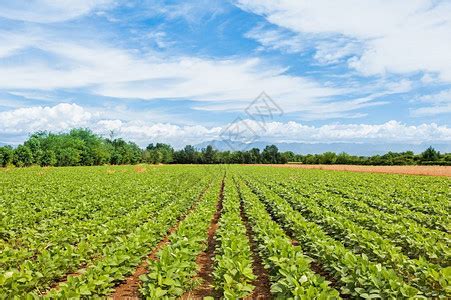 果园生草的栽培技术，昇隆生态农业告诉你如何科学进行栽培技术 - 昇隆生态农业