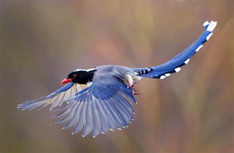 阜新——红嘴相思鸟 - 中国自然保护区生物标本资源共享平台