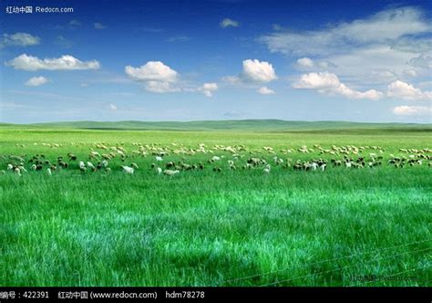 风吹草低现牛羊,家禽家畜,动物摄影,摄影素材,汇图网www.huitu.com