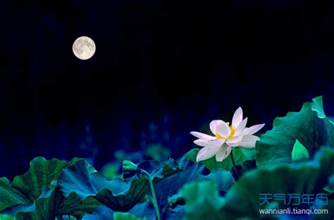 【晓荷】且记取今晚的月亮（散文）_江山文学网