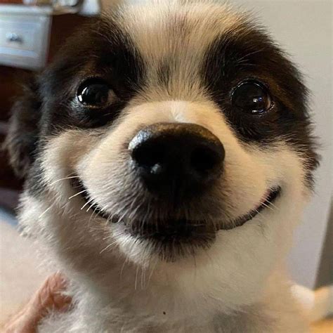 微笑的狗恐怖事件 微笑狗为什么吓人原图_图痕网