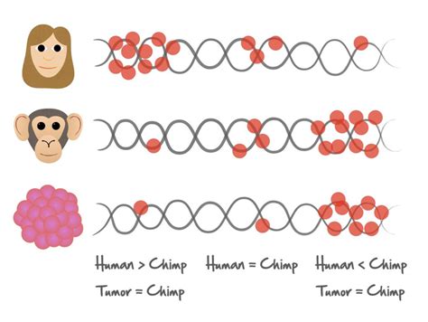 这只猩猩差点“变成人”？发生基因突变，和人类仅有1.2%的差异 - 黑点红黑点红