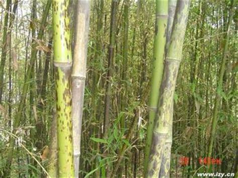 重庆地区斑竹的栽植与养护