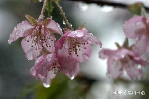 和风细雨之日语中关于雨的称呼（上）