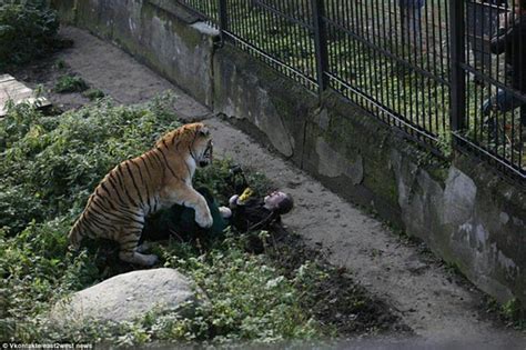 惊险！俄罗斯动物园老虎撕咬女饲养员 游客扔石头救人_广东频道_凤凰网