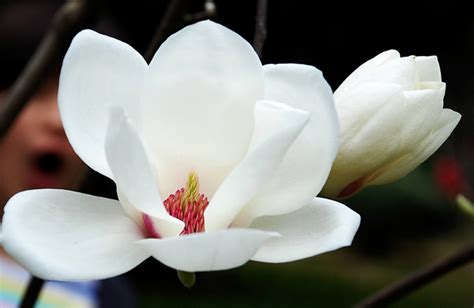 白玉兰的花语是什么？白玉兰的寓意和象征-花卉百科-中国花木网