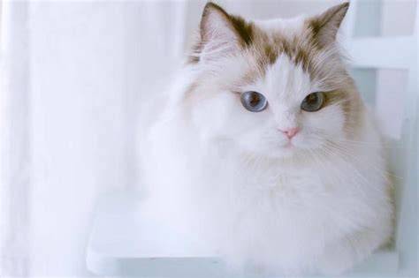 原创猫咪头像 银白起司加白猫 英国短毛猫 曼基康短腿猫矮脚猫 狸花猫