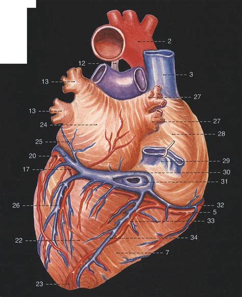 心血管系统解剖学课件07_word文档在线阅读与下载_免费文档