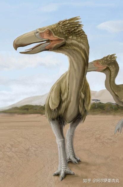 鸟类的翅膀能在一定条件下重新演化为类似于其兽脚亚目恐龙祖先的有爪的前肢吗？
