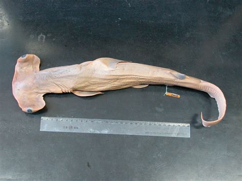 路氏双髻鲨 Sphyrna lewini - 物种库 - 国家动物标本资源库