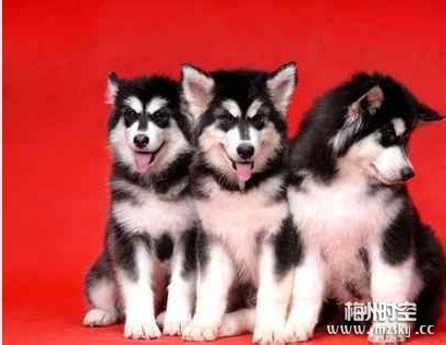 阿拉斯加犬红色黑色阿拉斯加幼犬价格阿拉斯加犬三个月多少钱-阿里巴巴