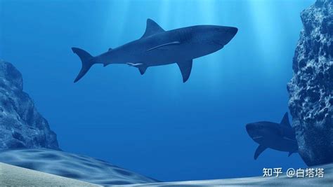 网红“提子”被认定食用的确系大白鲨，流量猎奇行为惹担忧 - 知乎
