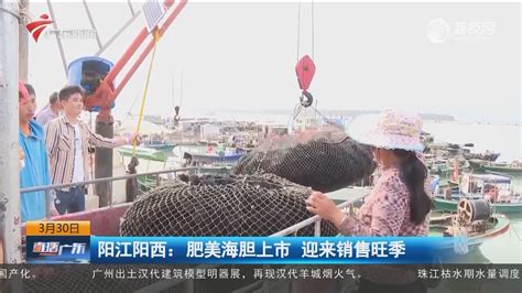 阳江阳西：肥美海胆上市 迎来销售旺季-直播广东-荔枝网