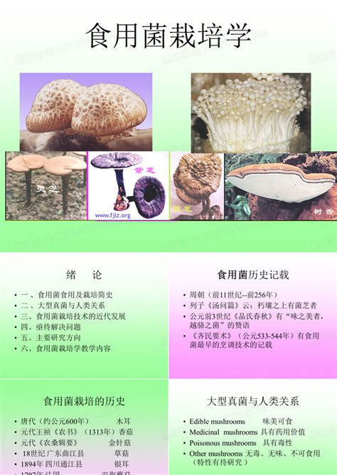 贵州从江林下大球菌菇促增收