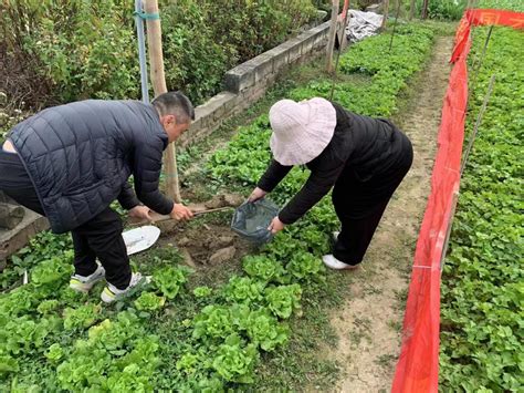 广州花都推广化肥减量增效新技术 助力农业绿色高质量发展_南方网