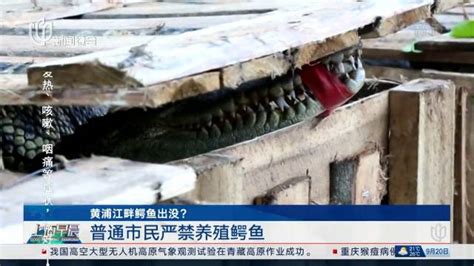 黄浦江畔鳄鱼出没？上海农委：或为暹罗鳄... 来自环球时报 - 微博