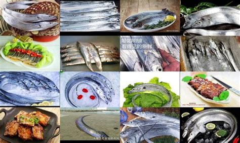 舟山带鱼特征识别图,舟山带鱼的特点图片,舟山带鱼的特点_文秘苑图库