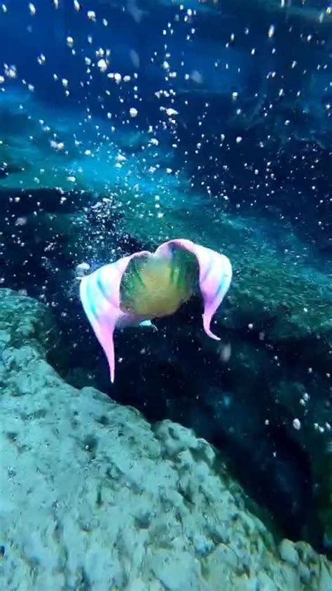 小姐姐装扮成美人鱼，下水的一瞬间我都差点信了，彩色的翅膀真吸引人_腾讯视频
