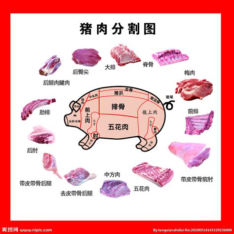 猪肉分解图设计图__展板模板_广告设计_设计图库_昵图网nipic.com