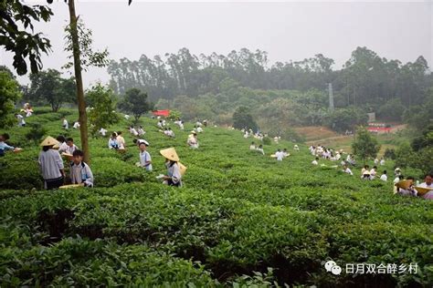 泰国清莱网红的翠峰茶园，不仅有万里茶园风光还可体验热带茶香 - 知乎