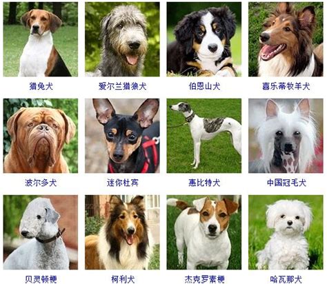 中国犬种大全图片名字,犬图片及名字大全,名犬图片大全加名字(第8页)_大山谷图库