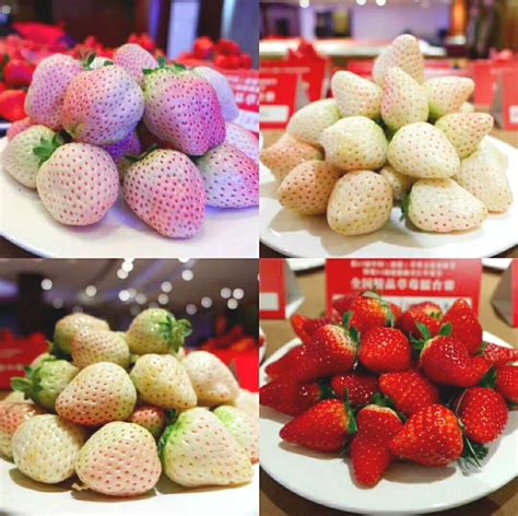 更香、更甜、更好吃！建德草莓——“希望的种子”|中国_新浪新闻