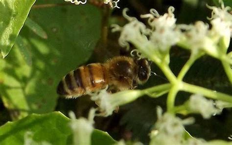 中华蜜蜂雄蜂图片,蜜蜂雄蜂蜂台辨认图片,中蜂雄蜂图片_大山谷图库