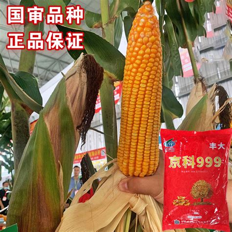 京科938玉米品种介绍和种植要点 - 惠农网