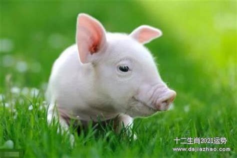 71年的属猪女2023年的运势 属猪的在2021年的运势_生肖_若朴堂文化