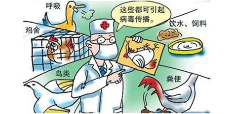 人感染H5N6禽流感介绍及主要预防措施_深圳之窗