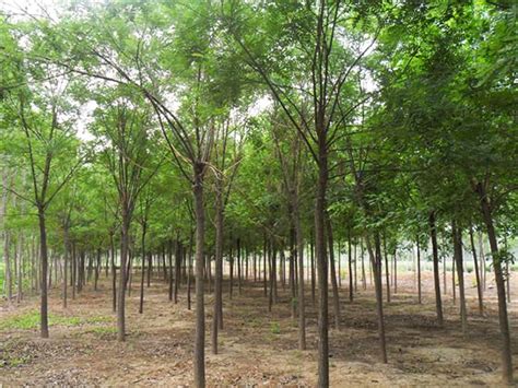 宁夏天润阳光园林绿化工程有限公司苗木出售信息 - 苗木类 - 宁夏园林绿化协会