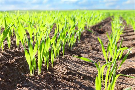 生长在土壤中的年轻小麦幼苗高清图片下载-正版图片503235758-摄图网