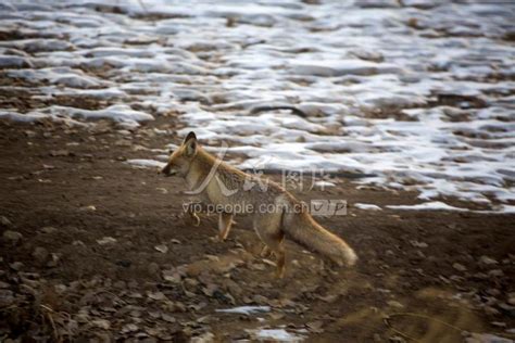 野生动物狐狸摄影图高清摄影大图-千库网