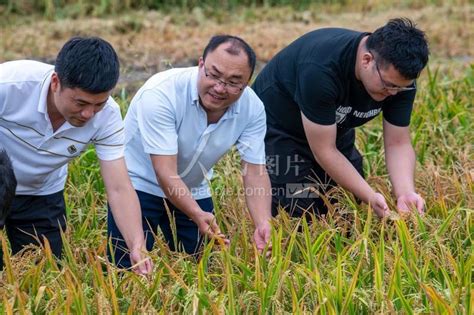 浙江衢州：推广早稻新品种-人民图片网