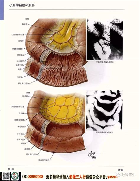 医学干货︱超高清的《奈特人体解剖彩色图谱 • 腹部》（上）