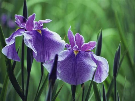 盘点9种家庭养花常见的有毒花卉 - 花百科