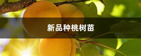 桃树苗品种什么好-苗木百科-中国花木网