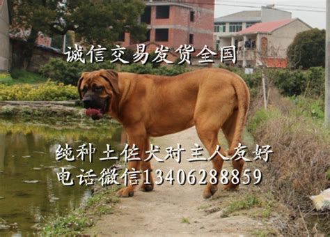 日本土佐犬，血祭四代三兄弟 - 土佐犬 - 猛犬俱乐部-中国具有影响力的猛犬网站 - Powered by Discuz!
