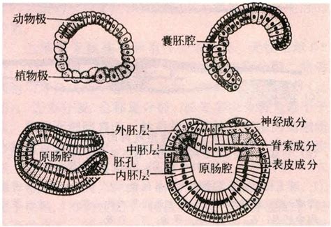 大肠的肠壁结构分层图,大肠肠壁分层示意图,小肠大肠示意图_大山谷图库