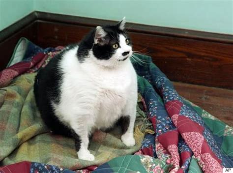 拥有一只很胖的猫是怎样的一种体验？ - 知乎